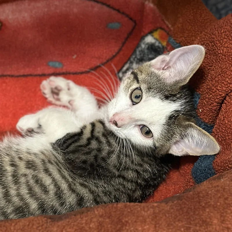 A baby medium-sized male Tabby (Brown / Chocolate) Domestic Short Hair cat named Blaze for adoption in Victor, NY