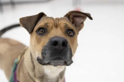 An adult large-sized female Pit Bull Terrier dog named Almond Joy for adoption in Woodbury, MN