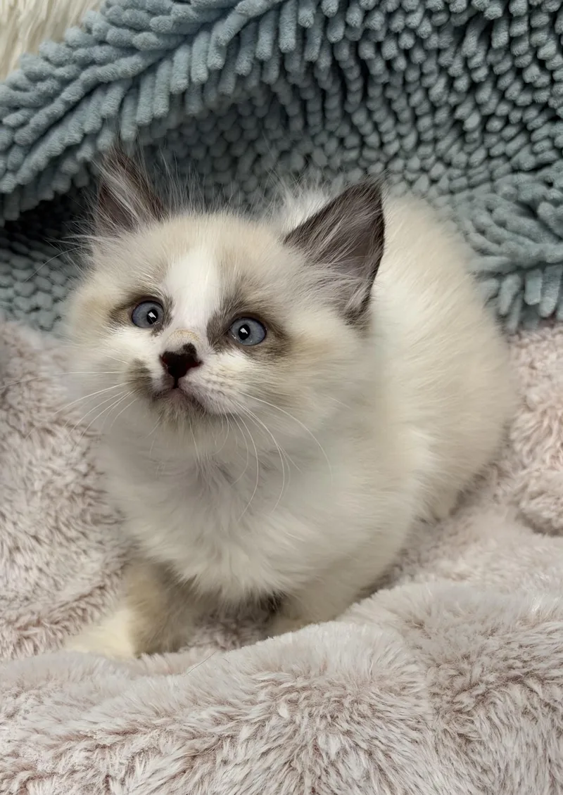 A baby small-sized male Domestic Long Hair cat named Wedge for adoption in Fruit Heights, UT