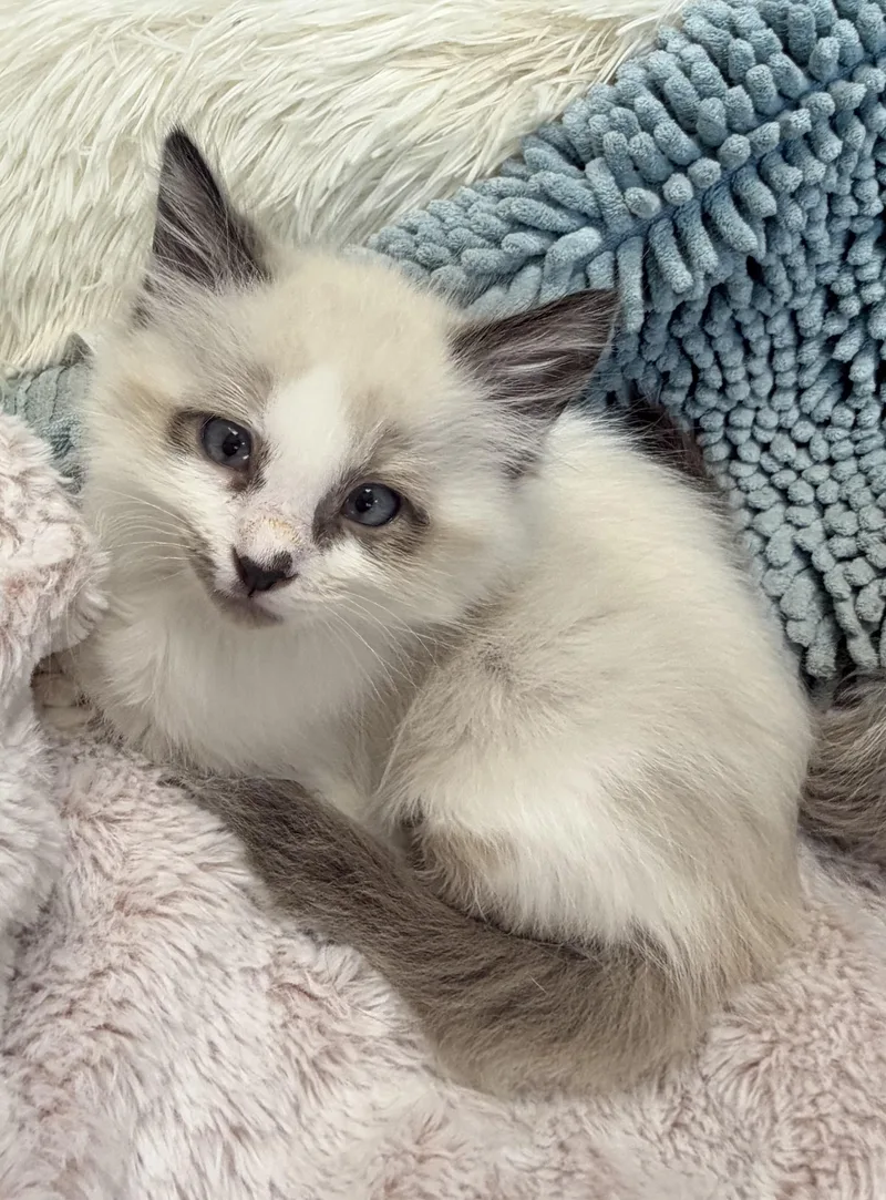 Wedge thumbnail 4