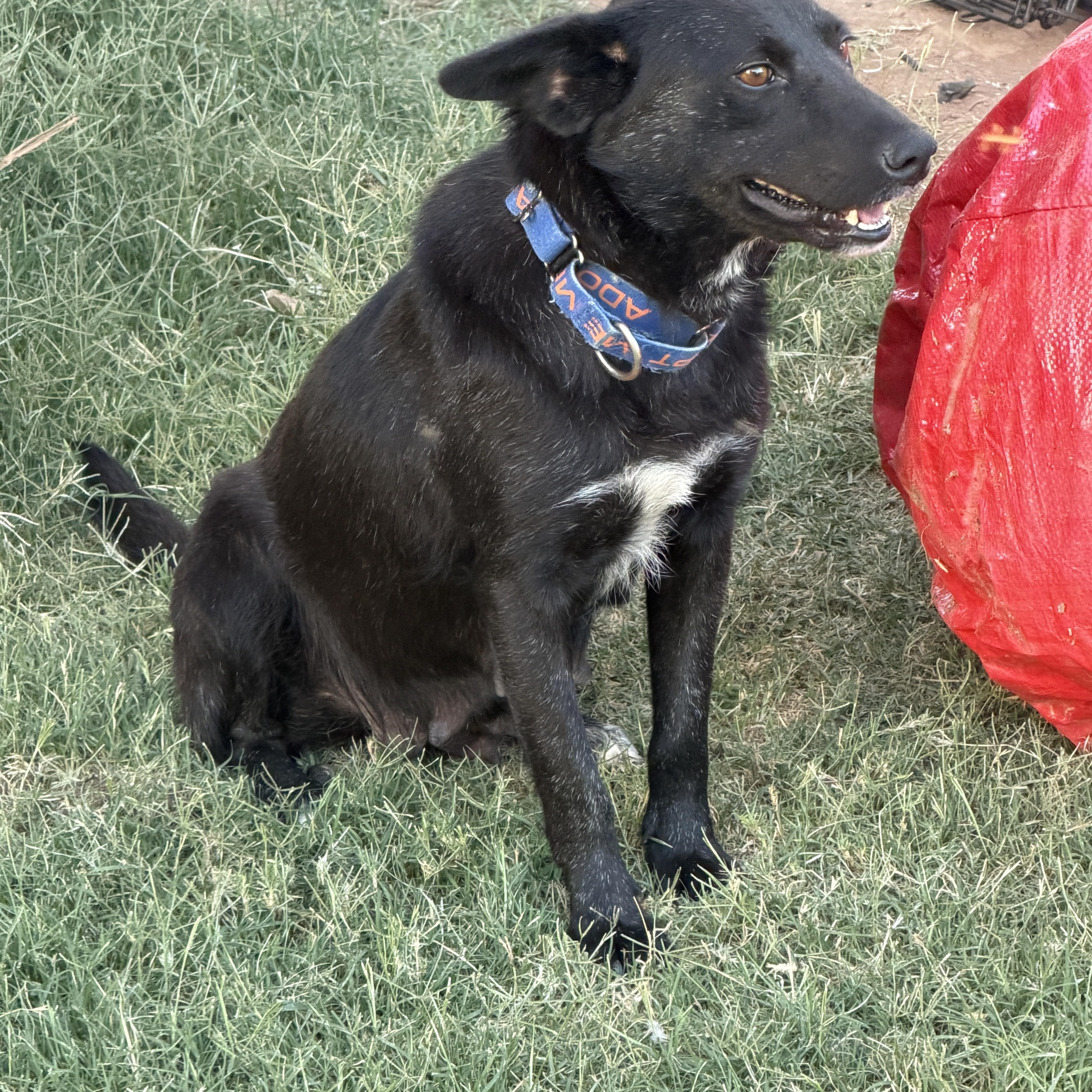 An adult medium-sized female Black Flat-Coated Retriever dog named Kyra for adoption in Gilbert, AZ