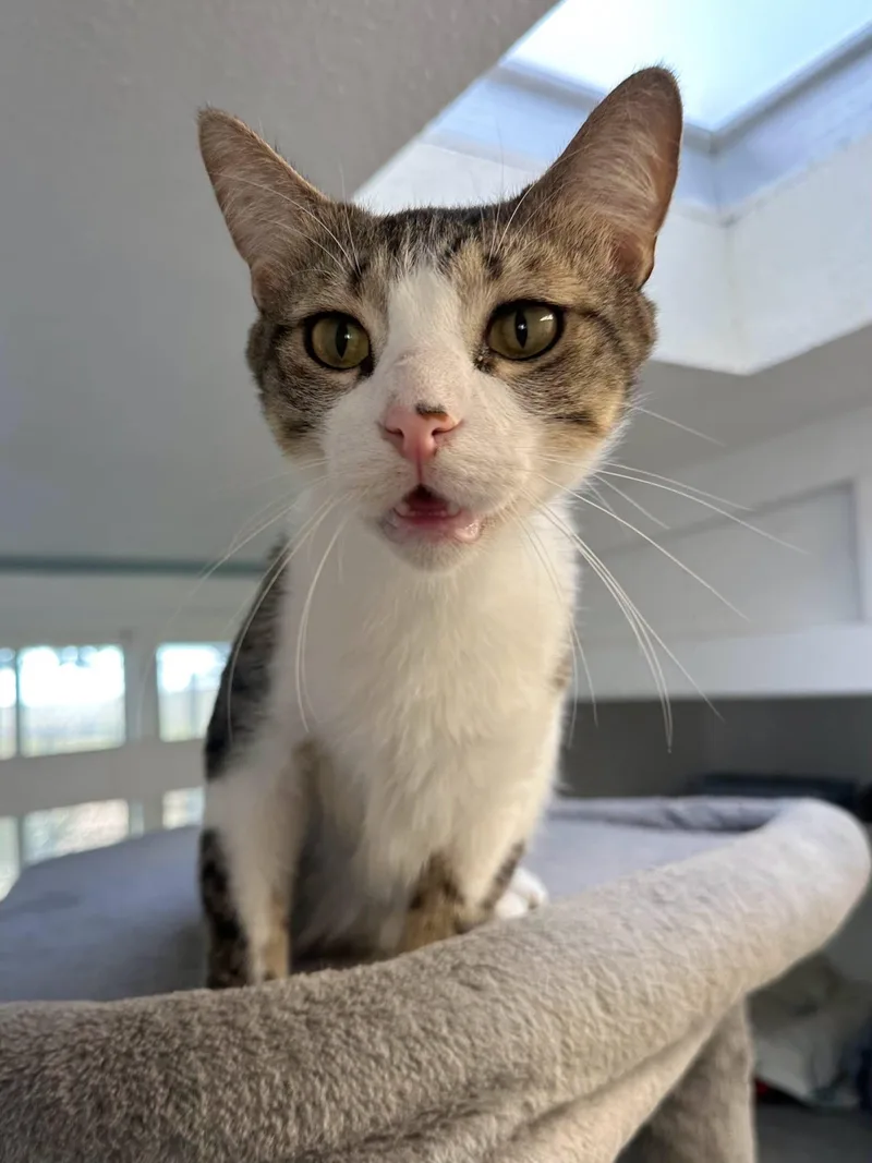 A young medium-sized male Domestic Short Hair cat named Baxter for adoption in Tombstone, AZ
