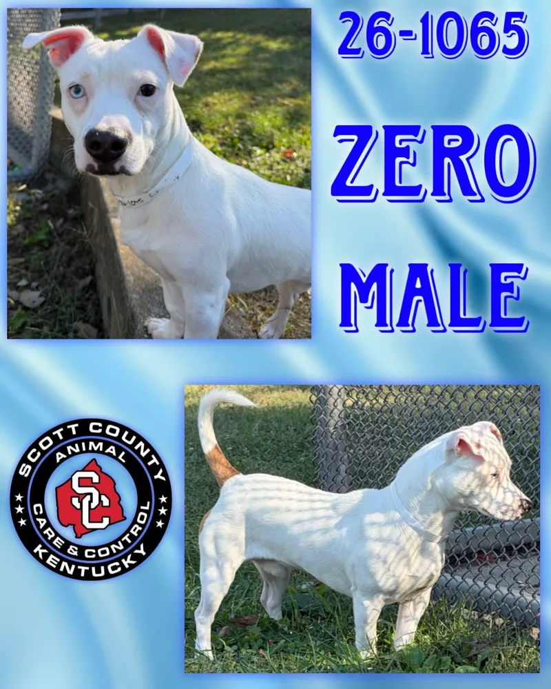 An adult medium-sized male Terrier dog named Zero for adoption in Georgetown, KY