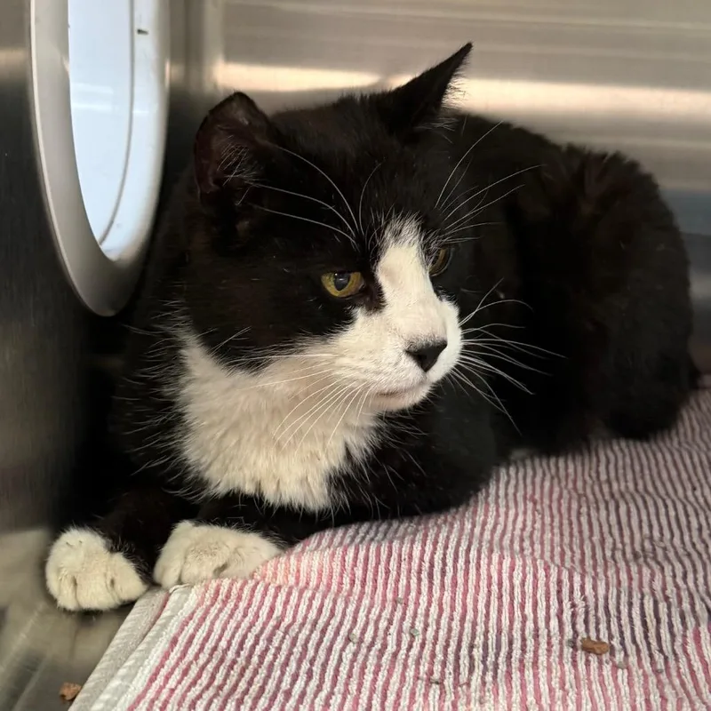 Sylvester thumbnail 2