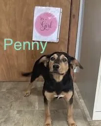 Penny