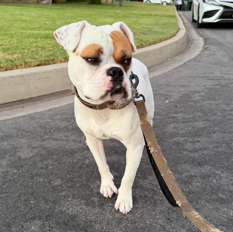 A young medium-sized male American Bulldog dog named Bellinger for adoption in Whittier, CA