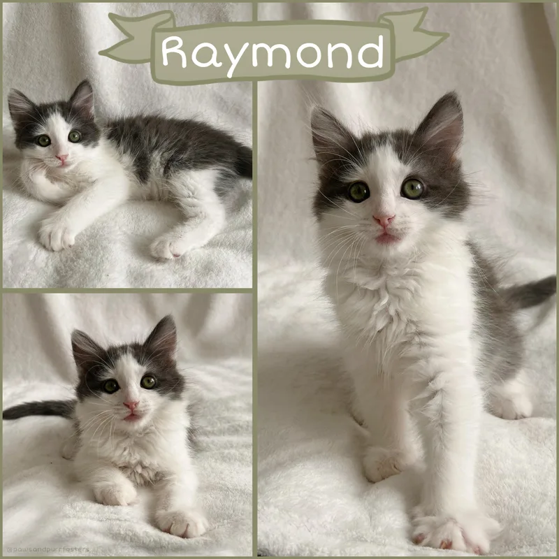 A baby medium-sized male Gray & White Domestic Long Hair cat named Raymond for adoption in Oakley, CA