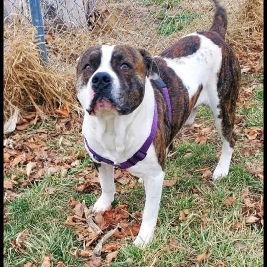 An adult large-sized male Brindle American Staffordshire Terrier dog named Bernard for adoption in Attica, IN