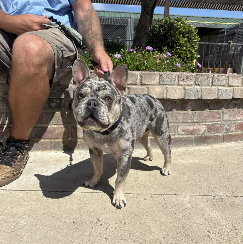 A young small-sized male Merle (Blue) French Bulldog dog named Bruce for adoption in Lathrop, CA