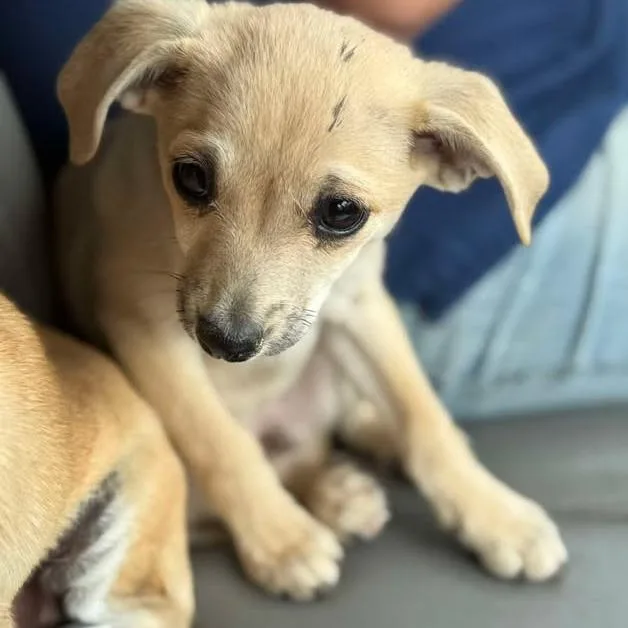A baby small-sized male Yellow / Tan / Blond / Fawn Mixed Breed dog named Yote for adoption in Westhampton, NY