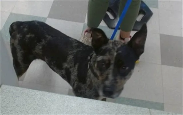 A young medium-sized male Australian Cattle Dog / Blue Heeler dog named Boomerang for adoption in Oklahoma City, OK