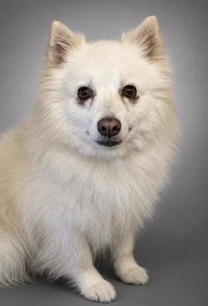 An adult medium-sized male American Eskimo Dog dog named Cottonball for adoption in Bowling Green, KY