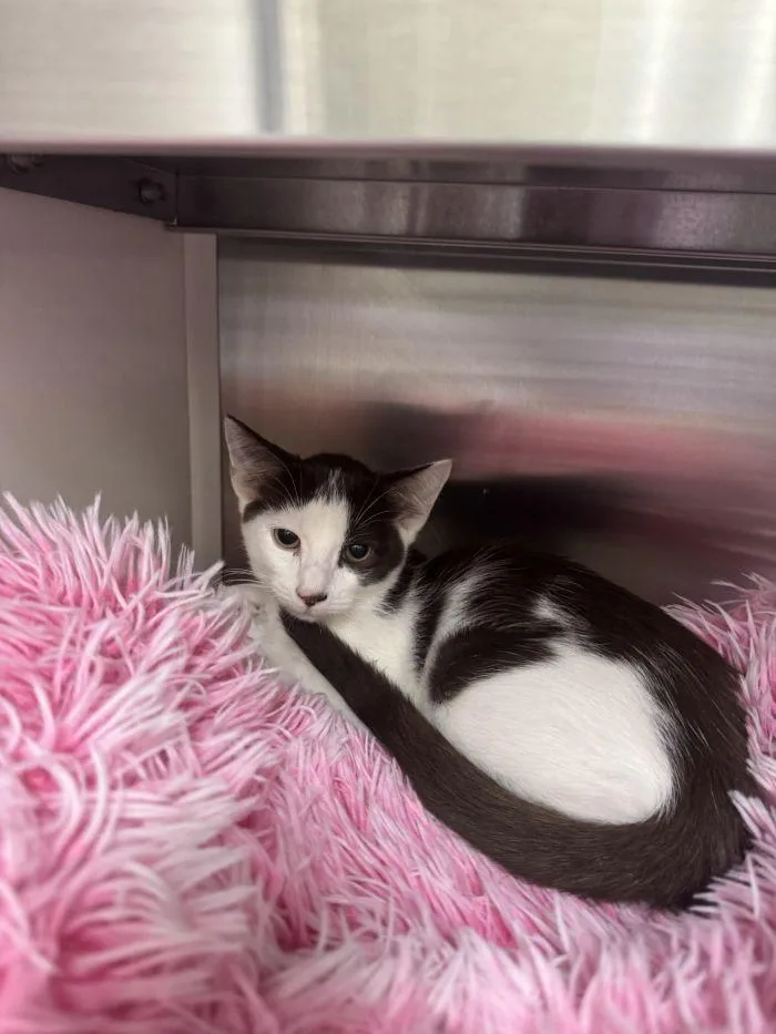 A young small-sized male Black & White / Tuxedo Domestic Short Hair cat named Watson for adoption in Hilton Head Island, SC