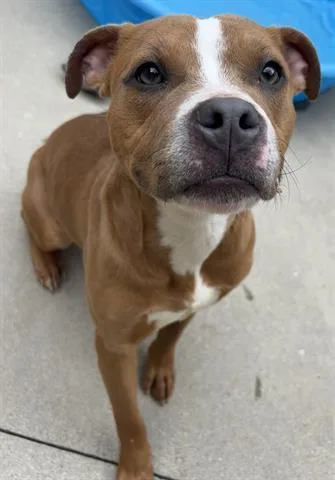 An adult small-sized female Pit Bull Terrier dog named Demi for adoption in Dayton, OH