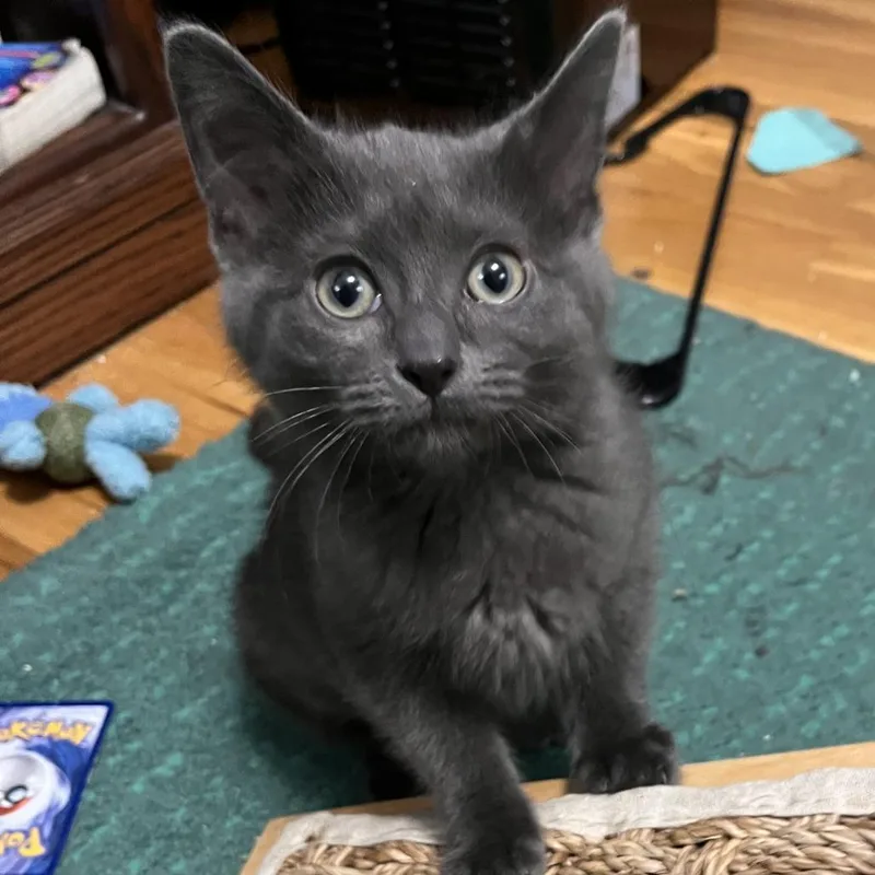 A baby small-sized female Gray / Blue / Silver Domestic Short Hair cat named Rhythm for adoption in St. Paul, MN