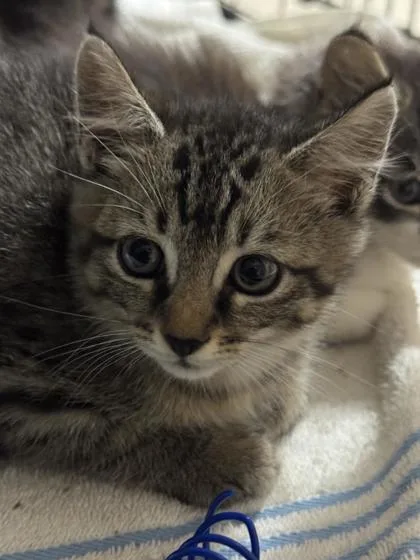 A baby small-sized male Domestic Short Hair cat named Maizey for adoption in Ringoes, NJ