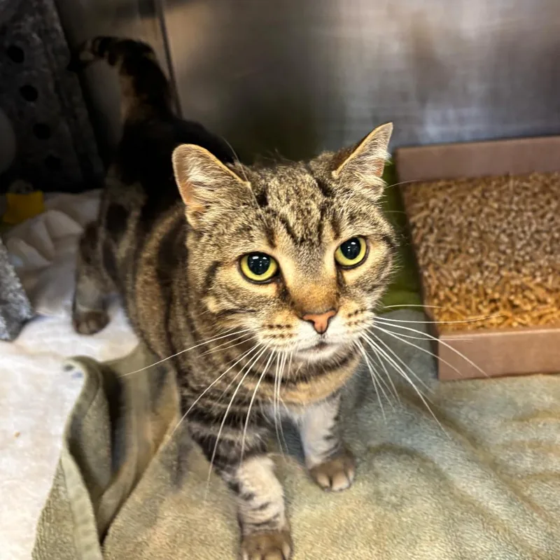 A senior large-sized female Brown / Chocolate Domestic Short Hair cat named Abby for adoption in Birdsboro, PA