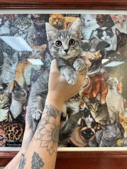 A baby small-sized female Domestic Short Hair cat named Powder Puff for adoption in Brunswick, GA