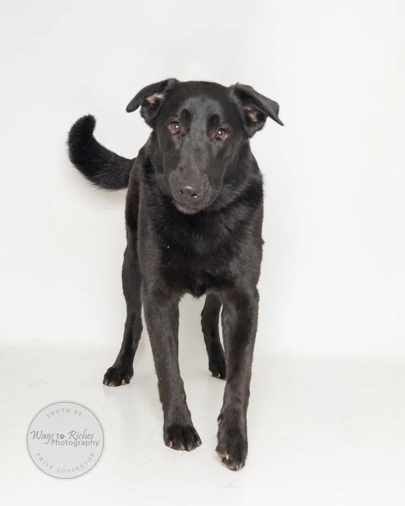 A young large-sized female Black Labrador Retriever dog named Zoey for adoption in Tuscaloosa, AL