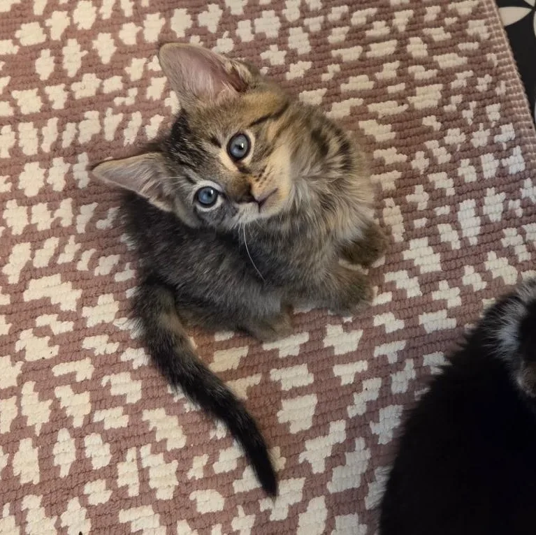 A baby small-sized male Black Domestic Short Hair cat named Basil Avery for adoption in Morrison, CO