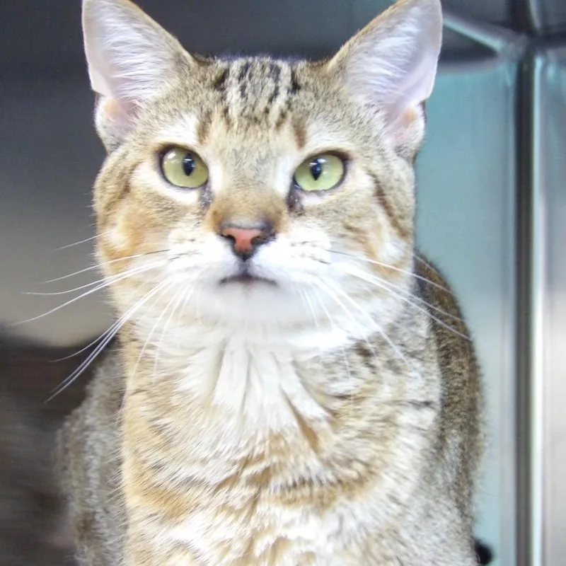 An adult medium-sized male Orange / Red Domestic Short Hair cat named Clawrence for adoption in Newark, NJ