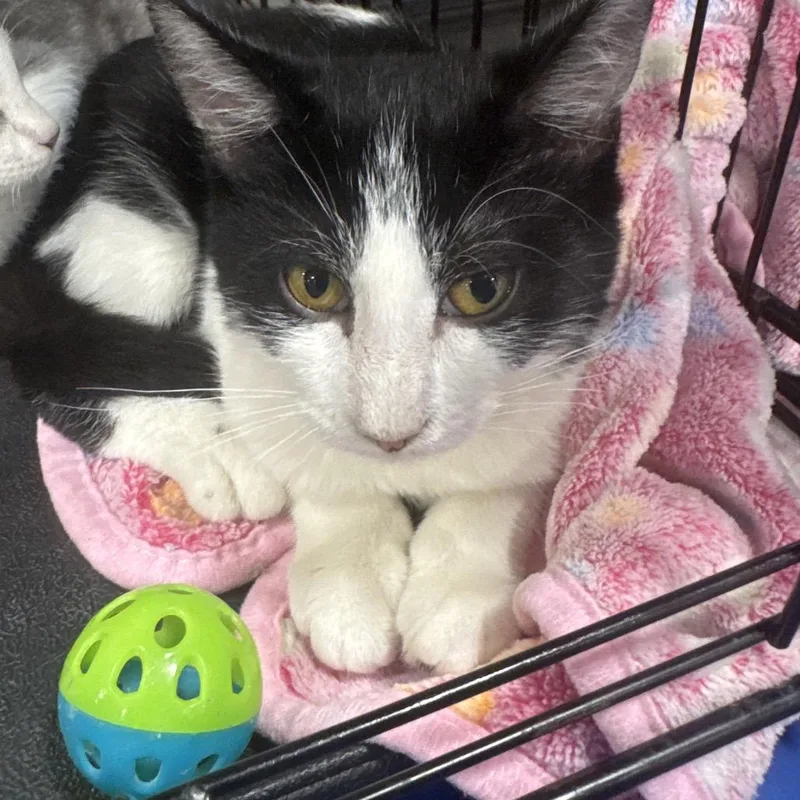 A baby small-sized female Black Domestic Short Hair cat named Roni for adoption in Gonzales, LA