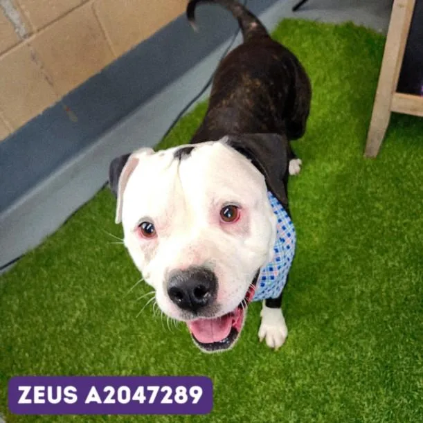 An adult medium-sized male Staffordshire Bull Terrier dog named Zeus for adoption in Houston, TX