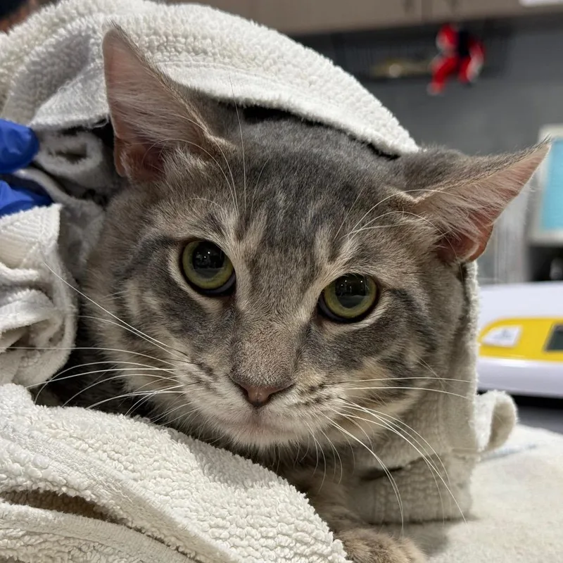 A young small-sized male Gray / Blue / Silver Domestic Short Hair cat named Tapper for adoption in Tucson, AZ