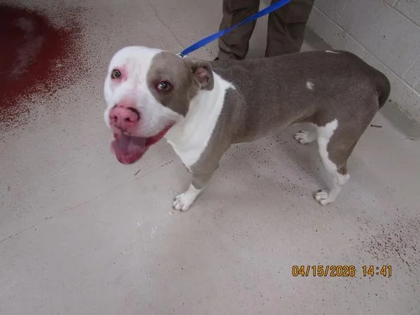 An adult large-sized male Pit Bull Terrier dog named Rock for adoption in Marietta, GA