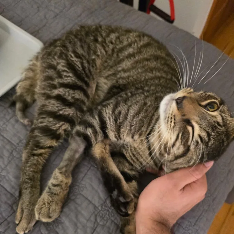 An adult small-sized male Brown / Chocolate Domestic Short Hair cat named Pinot for adoption in Middle Village, NY