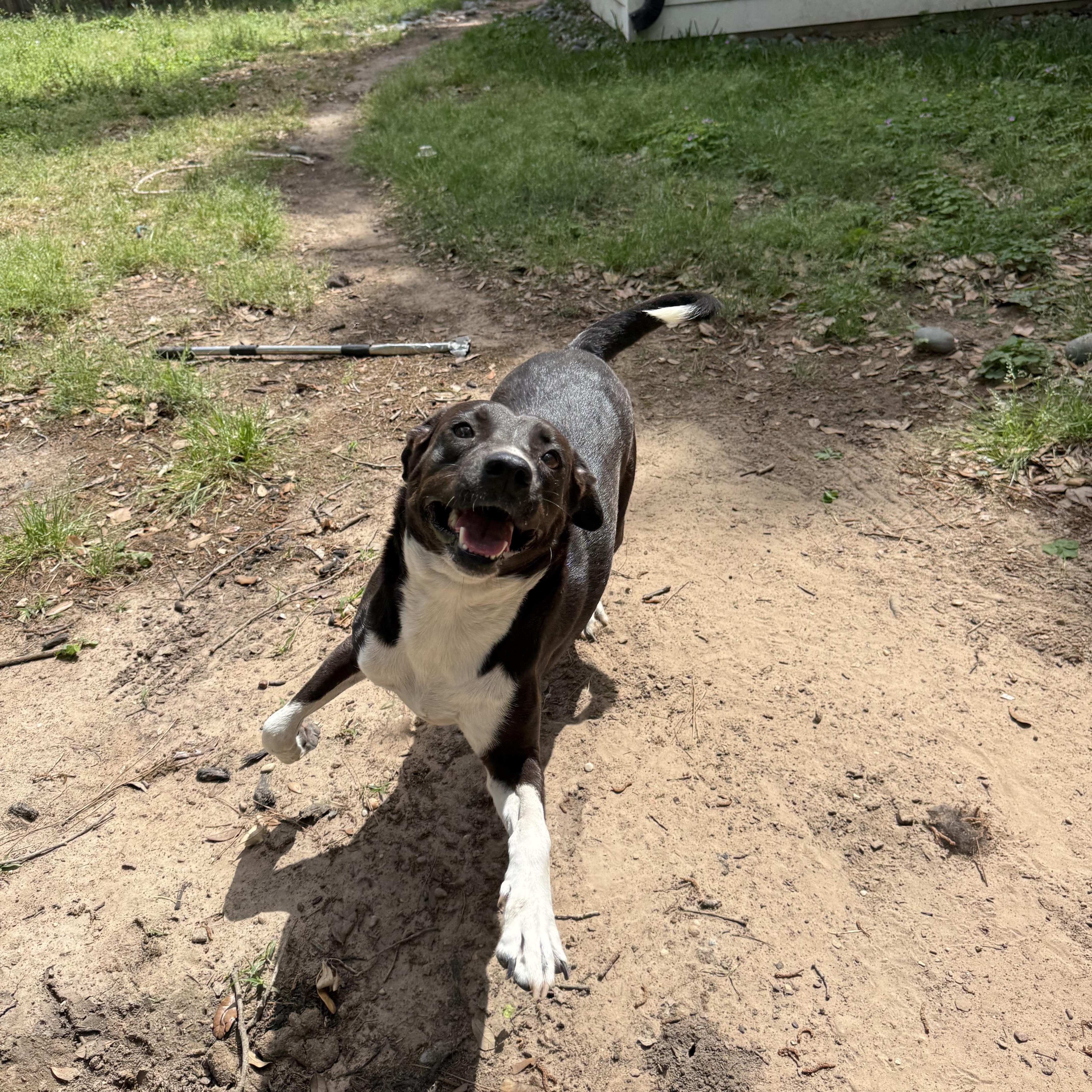 An adult medium-sized female Black Shepherd dog named Sunny for adoption in Annandale, VA
