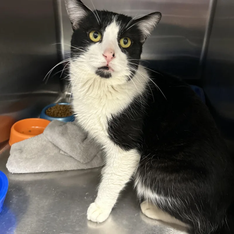 An adult medium-sized male Black & White / Tuxedo Tuxedo cat named Grover for adoption in La Grange Park, IL