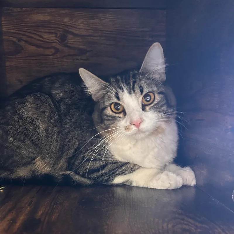 A young medium-sized female Brown / Chocolate Domestic Short Hair cat named Kitkat for adoption in Flagstaff, AZ