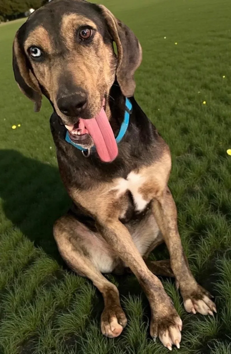 An adult large-sized female Gray / Blue / Silver Catahoula Leopard Dog dog named Star for adoption in Calera, AL