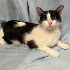 A young medium-sized female Black Domestic Short Hair cat named Lee for adoption in Green Valley, AZ
