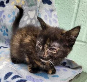 A young medium-sized female Tortoiseshell cat named Gem for adoption in Bucyrus, OH