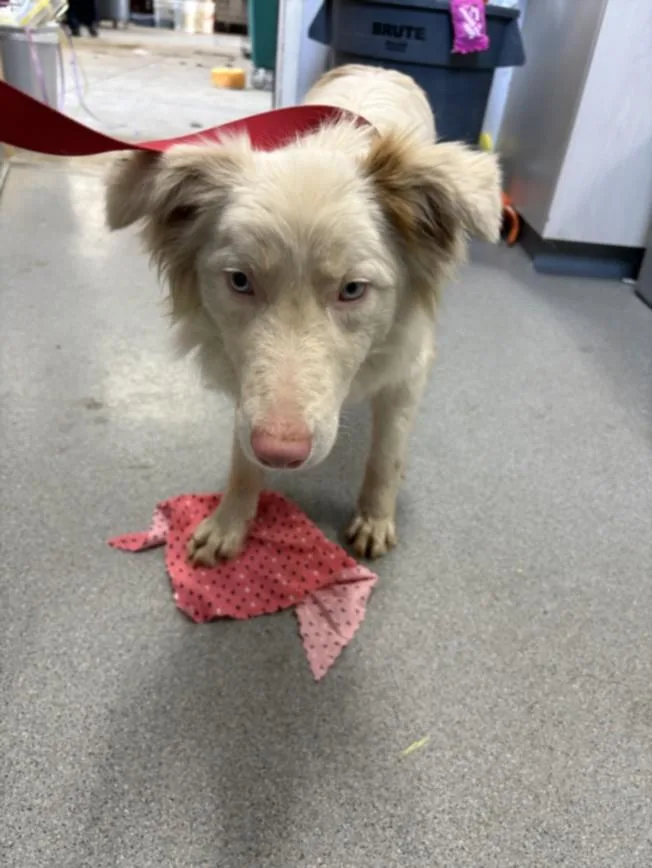 An adult medium-sized male Australian Shepherd dog named A for adoption in Olivehurst, CA