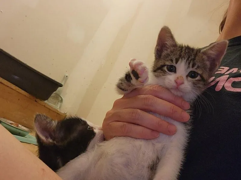A baby small-sized female Domestic Short Hair cat named Coral G. for adoption in Peoria, IL