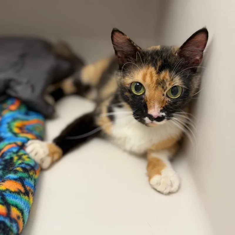 An adult medium-sized female Black Domestic Short Hair cat named Madison for adoption in Sarasota, FL