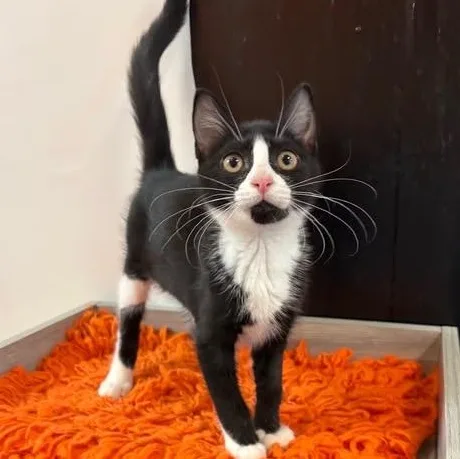 A baby medium-sized female Black & White / Tuxedo Domestic Short Hair cat named Juno at Fat Cat for adoption in Tallahassee, FL