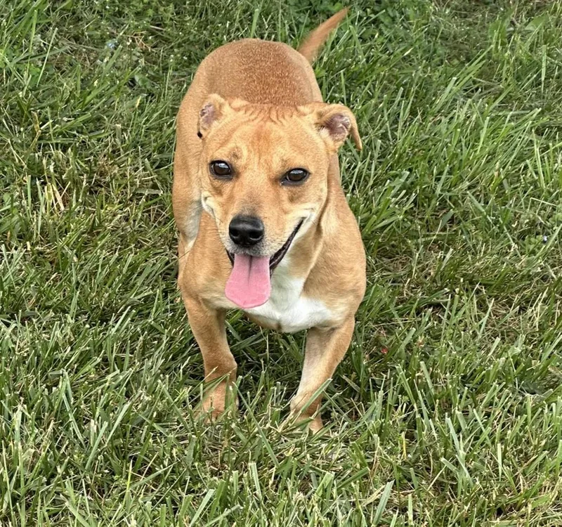 A young medium-sized male Dachshund dog named Archie for adoption in Rogersville, TN