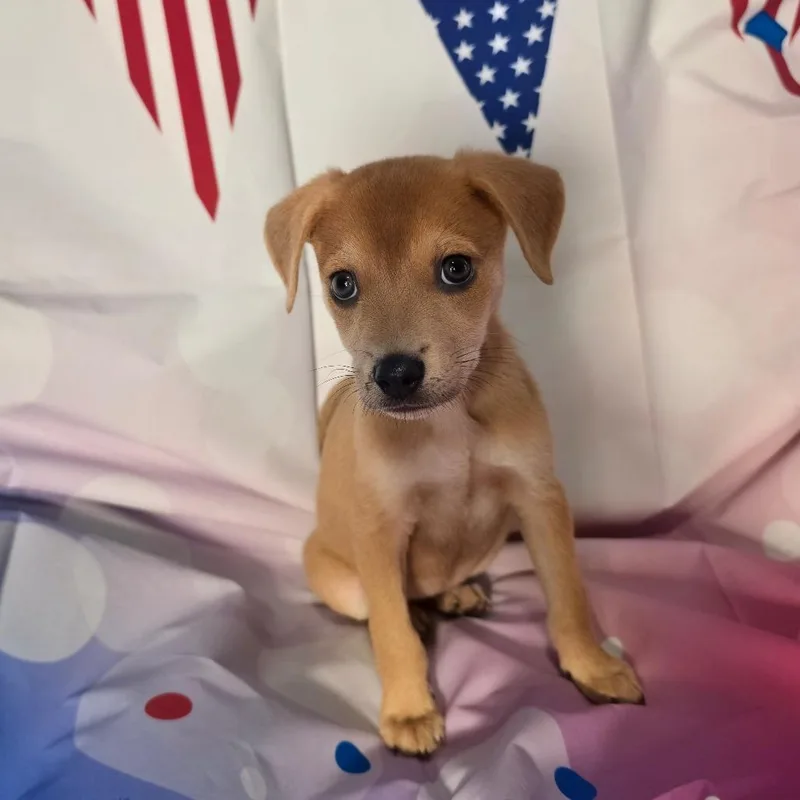 A baby small-sized female Apricot / Beige Chihuahua dog named Olivia AL for adoption in Austin, TX