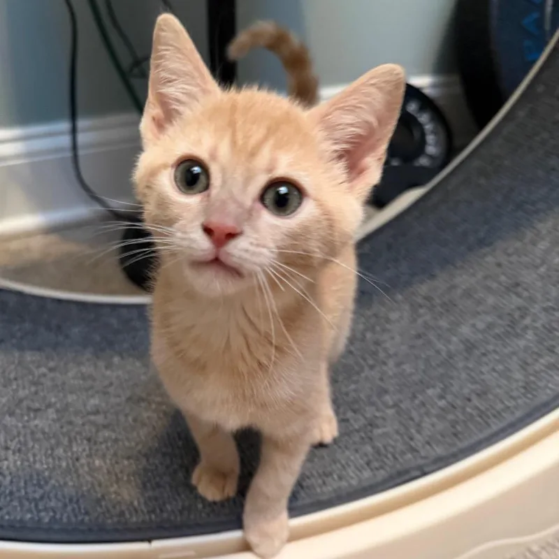 A baby small-sized female Buff / Tan / Fawn Domestic Short Hair cat named Mekayla for adoption in Wilmington, DE