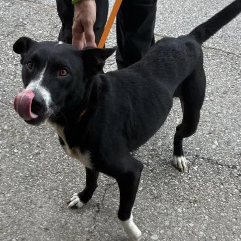 An adult small-sized male Border Collie dog named Squiffy Redd for adoption in Pensacola, FL