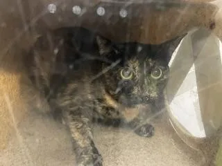 A young large-sized female Domestic Short Hair cat named Aelita for adoption in Kent, WA