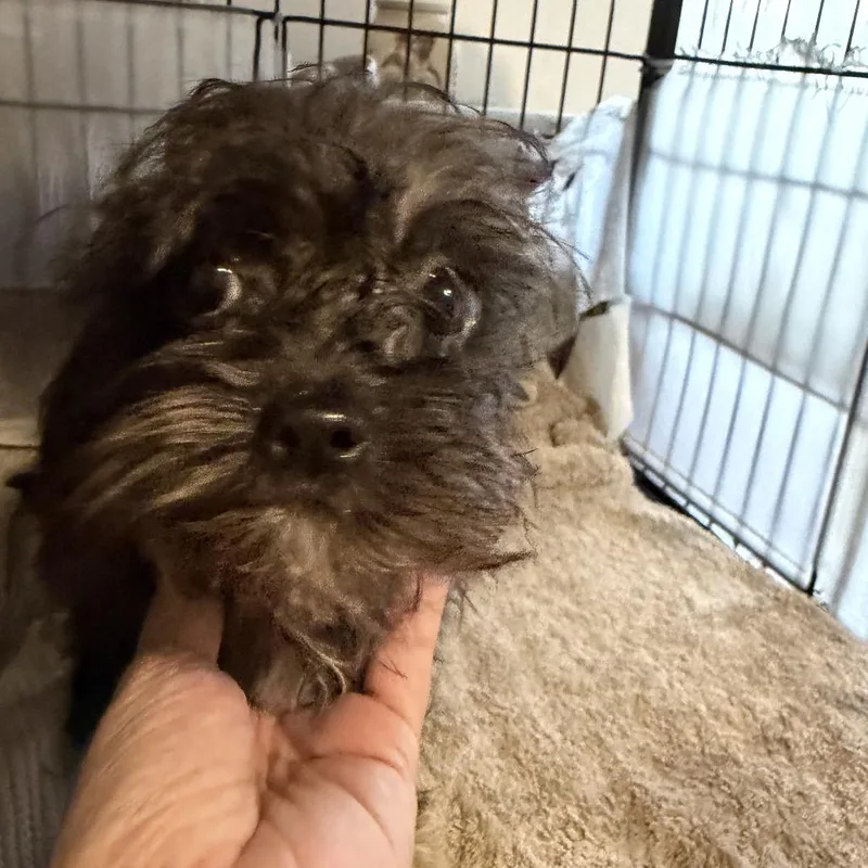 A baby small-sized female Black Terrier dog named Dolly for adoption in Montgomery, TX