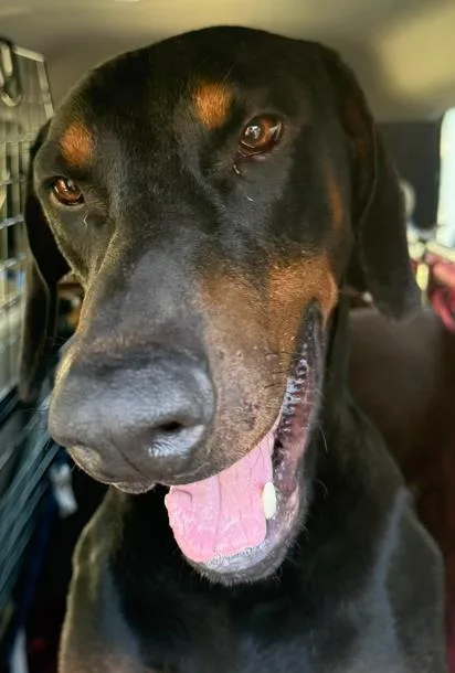 A young large-sized male Doberman Pinscher dog named Zeus for adoption in Tustin, CA