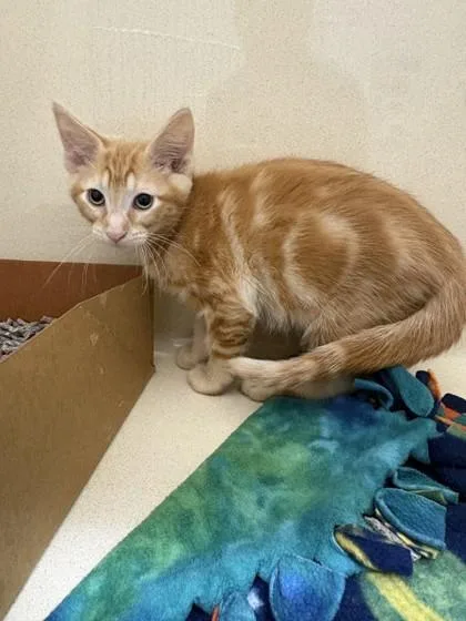 A baby small-sized male Domestic Short Hair cat named Pippin for adoption in Pequot Lakes, MN