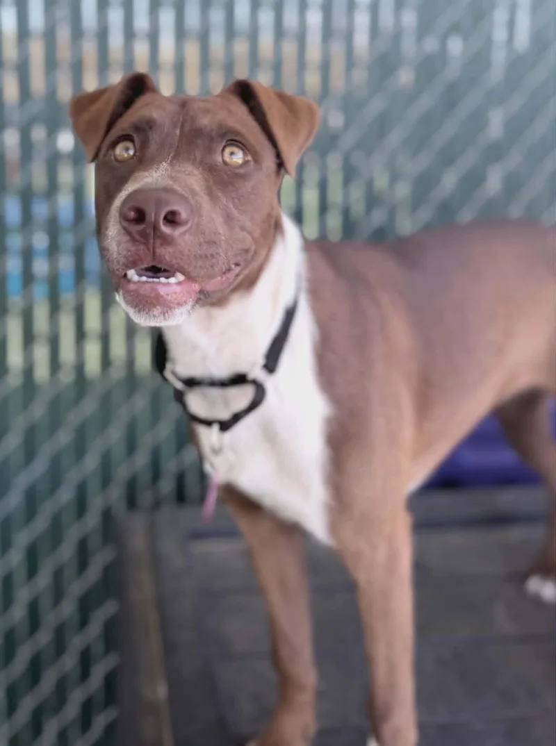 A young medium-sized female Brown / Chocolate Mixed Breed dog named Leaf for adoption in Fruit Heights, UT