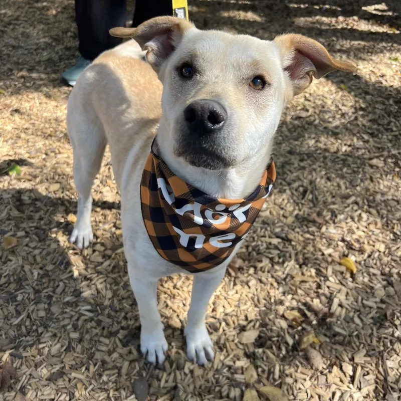 A young medium-sized male Yellow / Tan / Blond / Fawn Yellow Labrador Retriever dog named Tamale for adoption in Spring, TX